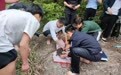 廣昌發現成體野生娃娃魚