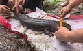 撫州兩地接連發現國家二級重點保護動物野生娃娃魚