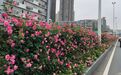 武汉城区主干道月季花带盛放 花期到11月