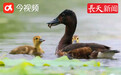 白鶴、江豚、穿山甲、青頭潛鴨……九江的珍稀“小動物”多起來了