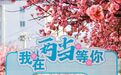 樱花树下站谁都美 在陇南邂逅春日浪漫