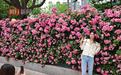 武汉这处蔷薇花墙吸引市民争相打卡