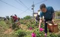 郏县:“以花为媒”,激活“美丽经济”