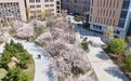 吉林市：繁花映衬历史建筑 尽展北国江城诗意