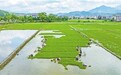 新干縣：搶抓農時（圖）