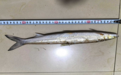 時隔20年！“長江最神秘的生物”極危物種鳤魚重現贛江