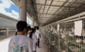 创新乳鸽生态养殖 “鸽”韵悠扬铺就小康路