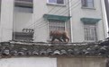 国家二级保护动物黄山短尾猴惊现黄山市区