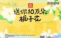 这个周末南昌等四城联动“送你10万朵栀子花” 免费领花攻略来了