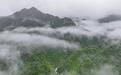 云蒸霧縈三清山（圖）