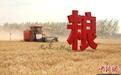 河南尉氏：搶抓晴好天氣收麥歸倉