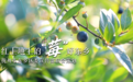 鳳見第201期：紅土地上的 “莓”好東鄉
