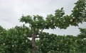 【青春华章·重走西北角】我要带动更多年轻人种苹果