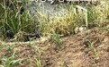 蚌埠一地被曝水污染，网友取水浇苗做实验却被人拔光，警方介入