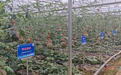 78个蔬菜新品种入驻!蔬菜种植“国家队”在赣显身手