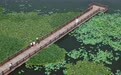 衡水湖荷花园睡莲绽放多彩花朵点亮夏日美景