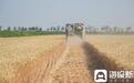 盐碱地麦收记:一亩1120.8斤!“济麦60”盐碱地上再创高产
