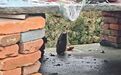 廬山警民攜手救助國家二級保護(hù)動物領(lǐng)角鸮、白鷴