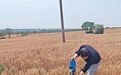 小麦第一省闯旱关