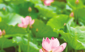日照:一池荷花醉盛夏