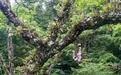 井岡山保護區一棵樹上兩種“神草”同時開花