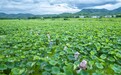 信豐縣：“蓮子經濟”助農增收（圖）