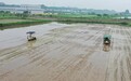 江西彭澤：科技助力中稻插秧 “稻蝦共作”促農(nóng)增收