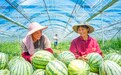 南豐縣：西瓜豐收甜農家（圖）
