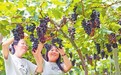 泰和縣：采摘葡萄樂趣多（圖）