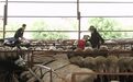 洮南：“羊”帆起航兴产业 “畜”势赋能乡村振兴