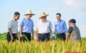 李红军在新建区调研早稻生产及收割情况 走进田间地头与农民交流