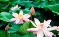长春南湖荷花盛放，邂逅别样"夏韵"