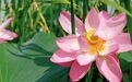 长春天香公园荷花映日萱草醉 生态天香入画屏