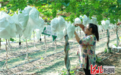 秦皇岛卢龙：葡萄挂满枝 串起“甜蜜”致富梦