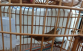 北侖|該鳥是國家保護動物，一男子“養著玩”被罰6萬元