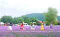 四排赫哲族乡3.6万平方米马鞭草盛放
