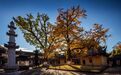 “樹”說歷史 | 奉化：應(yīng)夢(mèng)名山雪竇寺，千年銀杏伴古剎