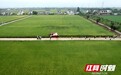 平均亩产764.6公斤 南县核心区再生稻头季测产成果亮眼