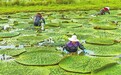 芡實豐收采摘忙