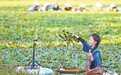 分宜縣：塘中菱正鮮 云銷零距離（圖）