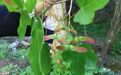 国家二级重点保护野生植物庙台槭种群首次现身
