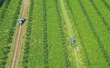 沁陽黑皮冬瓜種植帶動2萬農(nóng)民增收