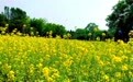 甘肃华亭花海变金仓 油菜颜值产值双丰收