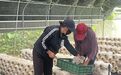 每日售出上千斤 甘肃华亭释放乡村振兴大“蘑”力