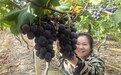 新余：葡萄豐收（圖）