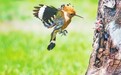 百鳥“巢”贛！江西現有鳥類590余種（圖）