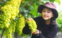 九江柴桑區：葡萄滿園迎豐收 甜蜜飄香引客來（圖）