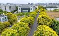 “黄金雨”洒落 秋景上新