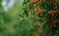 柘城县千树园:秋雨润桂 暗香浮动沁人心