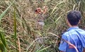 无人机高空侦察立功!武汉一八旬老人深陷池塘淤泥被成功救援